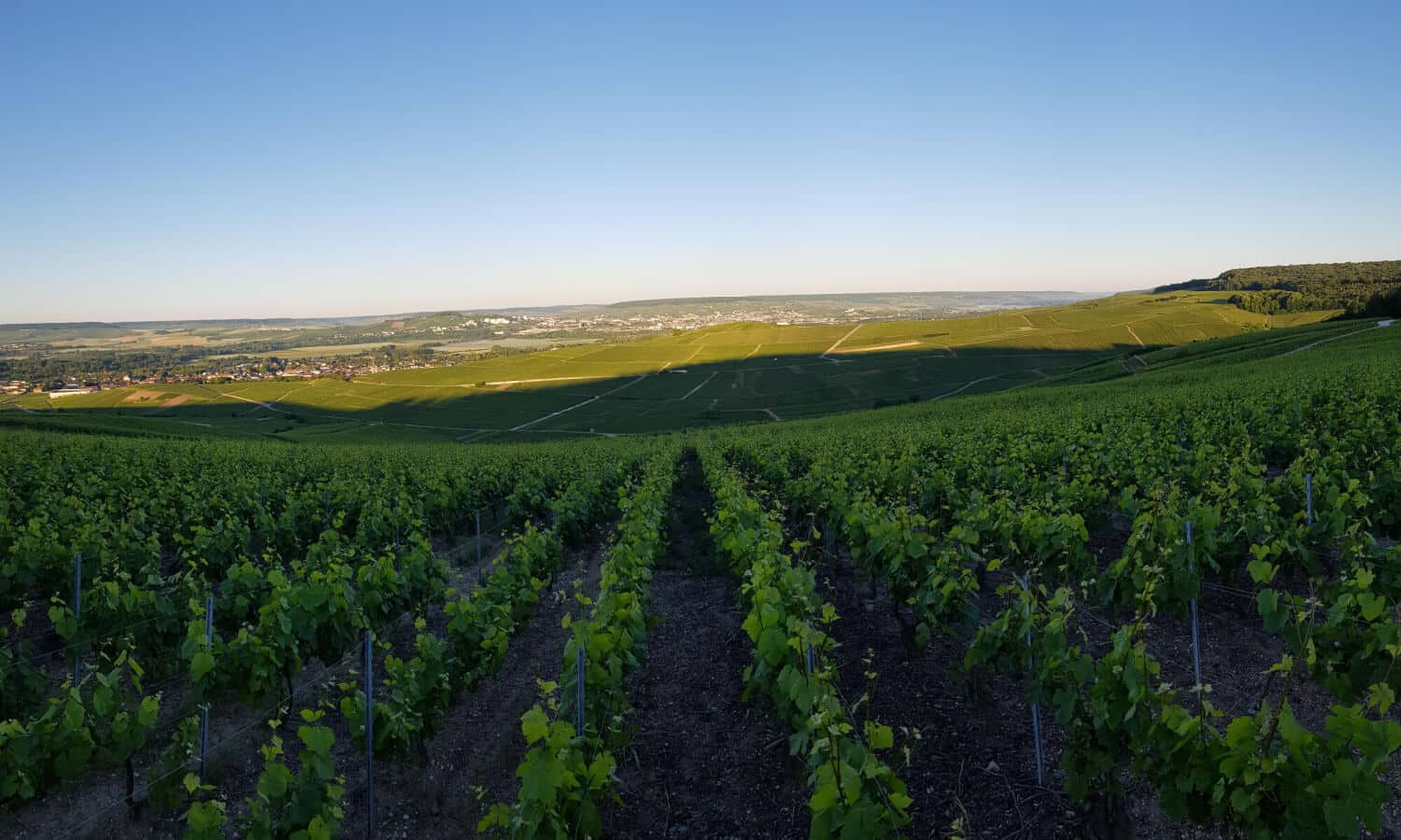 paysage champagne