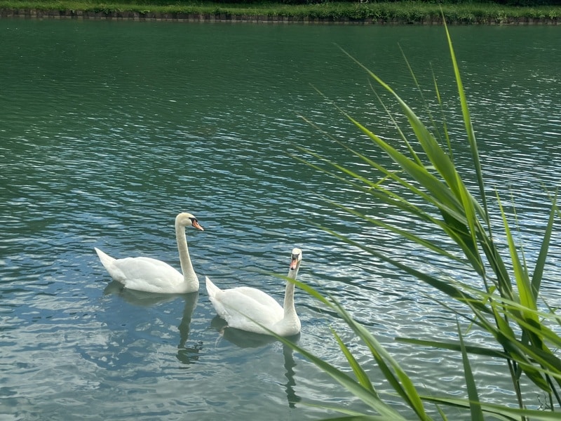 Faune Locale sur le canal d'Aÿ-Champagne